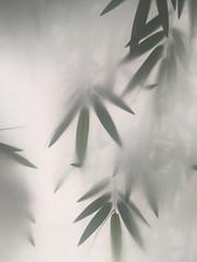 bamboo, green, leaf, nature, isolated, plant, tree, leaves, branch, grass, white, abstract, floral,...