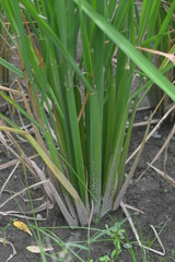 Obraz premium the condition of rice on a rice field in the territory of Indonesia