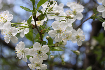 Cherry blossoms. Spring.