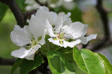 The apple tree is in blossom. Spring.