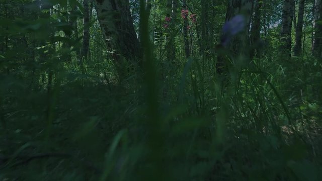 A predator running through the night forest. A terrible creature hunts.