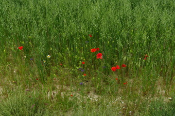 Champ de blé et coquelicots