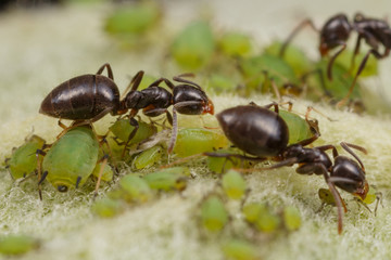 Technomyrmex ants tending green aphids on an apple tree, Albany, Western Australia