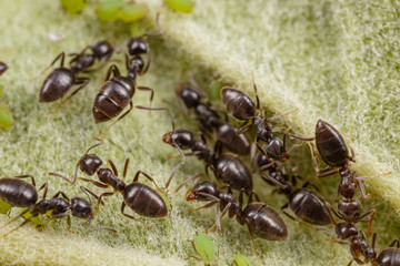 Technomyrmex ants tending green aphids on an apple tree, Albany, Western Australia
