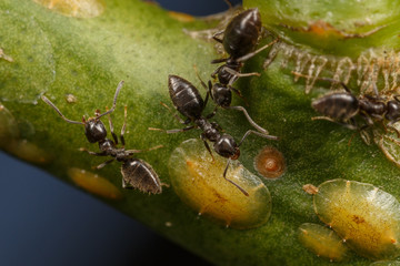 Technomyrmex ants tending scale insects on an apple tree, Albany, Western Australia