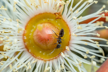 Black Technomyrmex ants feeding in a white Eucalyptus flower with a blue background