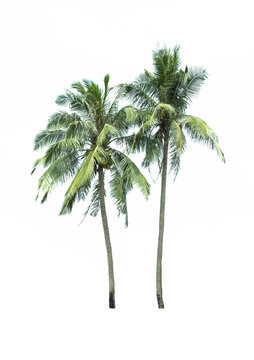 palm tree couple isolated on white background