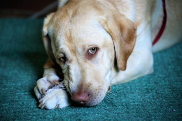 dog lying on the floor