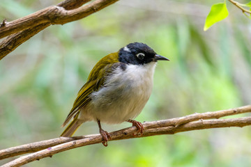 Perched Western Honeyeater (Melithreptus whitlocki, photographed near Albany in southern Western Australia