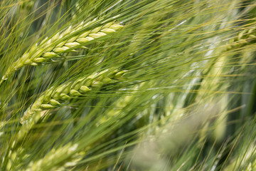 Weizen mit &Auml;hren