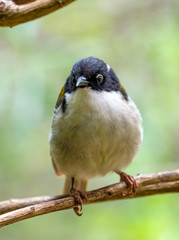 Perched Western Honeyeater (Melithreptus whitlocki, photographed near Albany in southern Western...