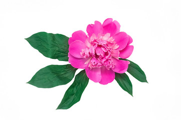 Beautiful lush pink peony bud with green leaves. Isolated on white background. Bright garden flower. Paeonia Top view