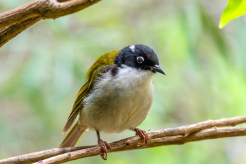 Perched Western Honeyeater (Melithreptus whitlocki, photographed near Albany in southern Western Australia