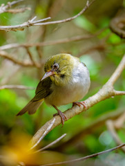 Fototapeta premium Small silvereye bird (Zosterops lateralis) perched on a branch near Albany, Western Australia