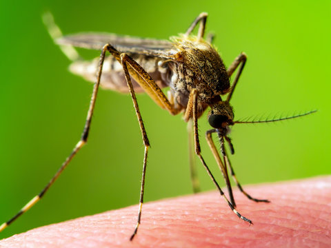Encephalitis, Yellow Fever, Malaria Disease or Zika Virus Infected Culex Mosquito Parasite Insect Macro on Green Background