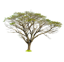 Samanea saman Tree isolated on white background.