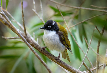 Perched Western Honeyeater (Melithreptus whitlocki, photographed near Albany in southern Western Australia