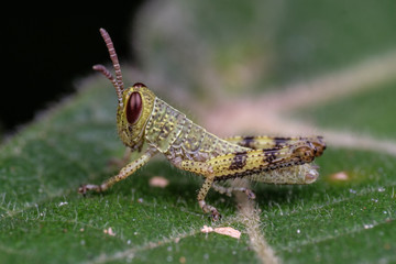 Juvenile grasshopper on hairy leaf