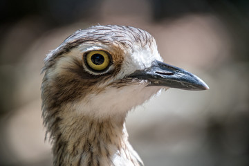 Portrait close up of a Bush Stone-curlew in Australia
