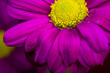 Beautiful bright purple and yellow chrysanthemum flowers, selective focus, macro