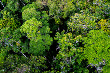 Dark moody tropical rainforest viewed from above