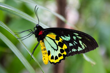 Male Cairns birdwing butterfly with beautiful bright colours in tropical Australia