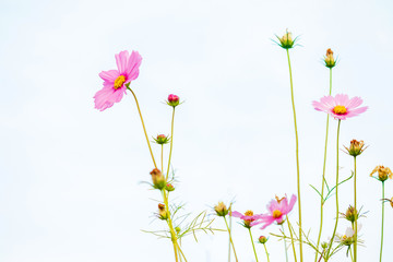 Cosmos flowers on sky background, copy space use for the background.