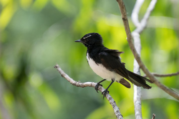 Willy wagtail bird on perch in Australia