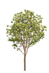 Fototapeta na wymiar azadirachta indica tree isolated on white background.