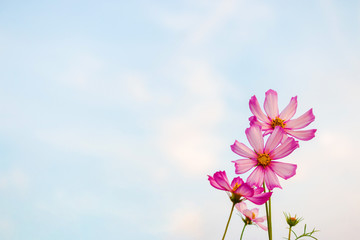 Cosmos flowers on sky background, copy space use for the background.