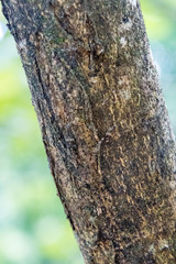 Amazing camouflaged spiny Katydid insect nearly invisible against tree bark