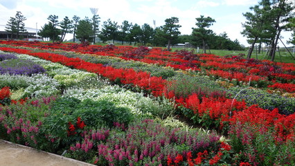 色とりどりのお花の絶景！