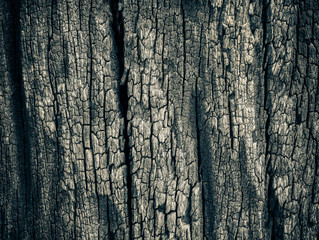 Closeup dried texture of dark brown bark.