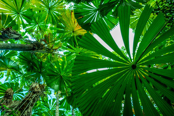 Obraz na płótnie Canvas View upward through dense green licuala palm forest in the Daintree national park, Queensland, Australia