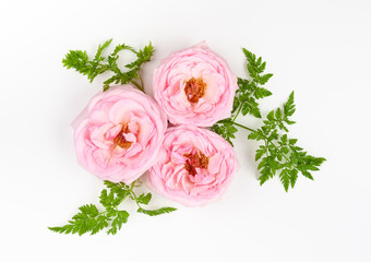 Flowers composition on white background.