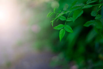 Fresh green leaves covering the wall. Natural green background from young green leaves.