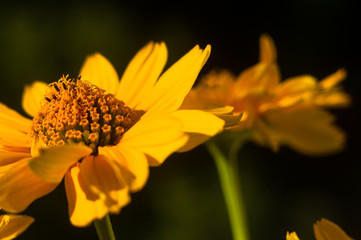 bouquet of bright yellow flowers Heliopsis helianthoides