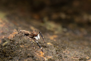 Frewena sp., a camoflaged jumping spider from Australia with large eyes and white palps