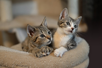 Two cute gray patchy cats on couch in domestic environment. Lovely kittens on the lookout. - obrazy, fototapety, plakaty