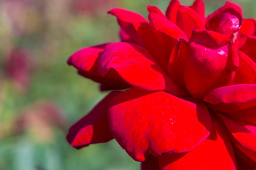 Fototapeta premium Red Rose flower. Nature. close up, selective focus