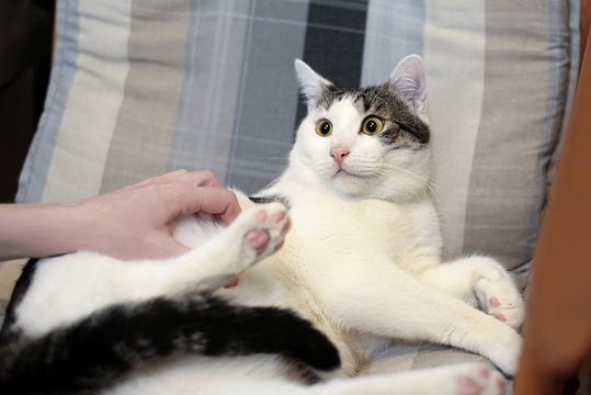 Fright funny cat on sofa in domestic environment.