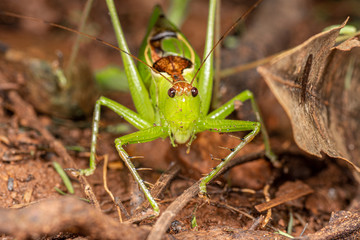 Predatious katydid (Orthoptera) foraging in tropical rainforest