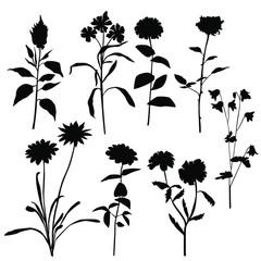 Set of silhouette flowers rose, daisy, chamomile,  spring and summer forest and garden field flower, black color isolated on white background