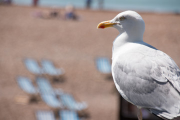 gaviota