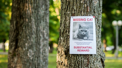 Banner with the announcement of the missing cat hanging on a tree in the park