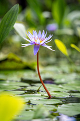 Beautiful purple blue water lily, Nymphaeaceae, in a tropical pond
