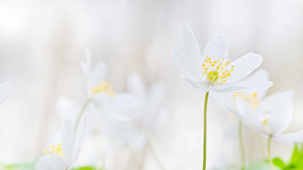 Wood anemone spring wild flowers soft focus blurred background with copy space.