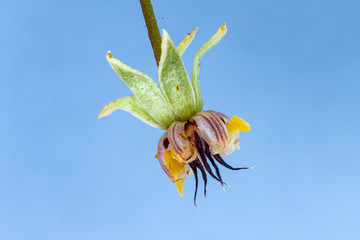 SIngle isolated flower of the chocolate plant/tree, Theobroma cacao