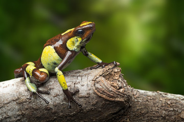 Poison dart frog, Oophaga histrionica. A small poisonous animal from the rain forest of Colombia.