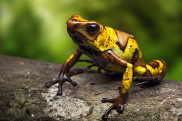 Harlequin poison dart frog, Oophaga histrionica, a small poisonous animal from the jungle of Colombia